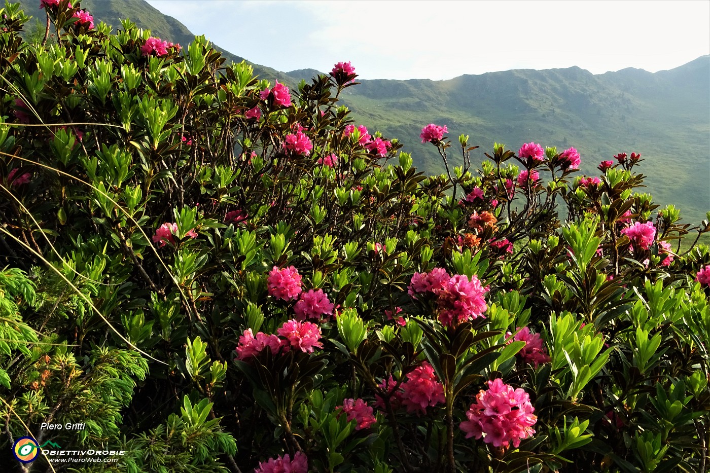10 Rododendro rosso (Rhododendron ferrugineum) in fiore .JPG